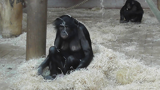 Ape family holds hilarious spinning competition
