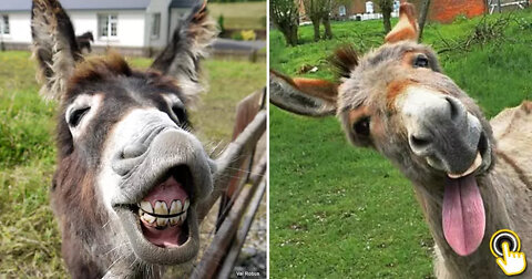 Funny donkey video full funn
