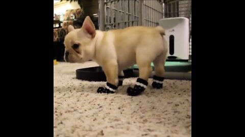 Too much puppy dog cuteness in one video! Check it out!