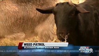 Wet spring weather blankets southern Arizona with weeds