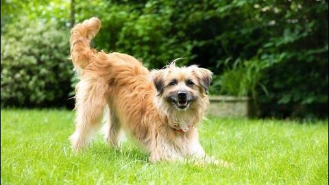 A Cute Dog Loves Dancing With His Mom