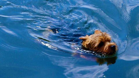 Courageous Norwich Terrier Learns To Swim Ashore
