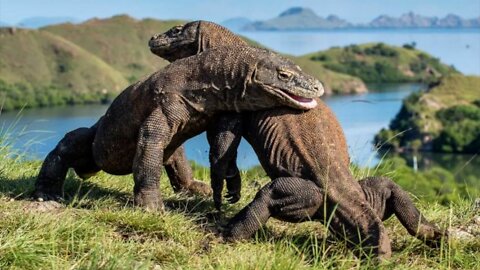 Komodo Dragons ~ Wild Indonesia - Documentary