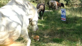 Red kitten and horses