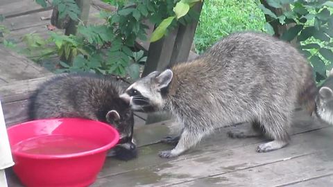 Baby raccoon receives 'Spring Cleaning' from his mother
