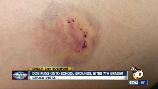 Dog runs onto school grounds, bites 7th grader