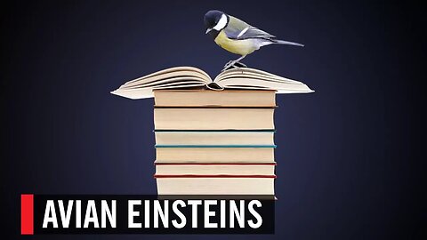Avian Einsteins