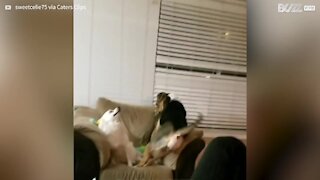 Cães têm discussão intensa por lugar no sofá!