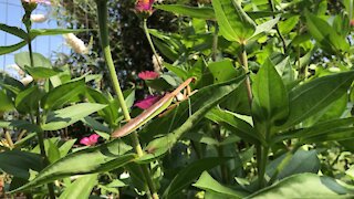 Difference Between Male and Female Praying Mantises! Garden Time With Hannah