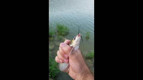 Caught me a catfish!