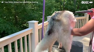 Husky se prepara para o verão!