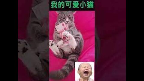 Lovely and funny animals Cute kittens and funny cats video clip Be sure to subscribe to our channel