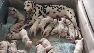 Hjertevarmende video av nyfødte dyr