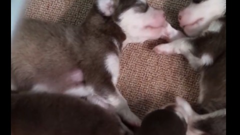 Dog cute videos 3