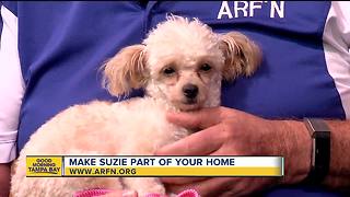 Rescues in Action July 21, 2018: Suzie seeks furever home