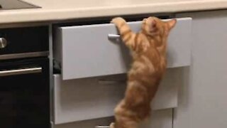 Cat climbs draw handles to reach food on worktop