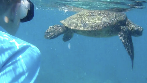 Swimming with a Giant Sea Turtle in Maui