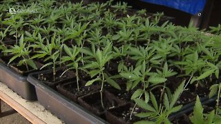 Ohio farmers still learning how best to grow, process, sell hemp a year into legal cultivation