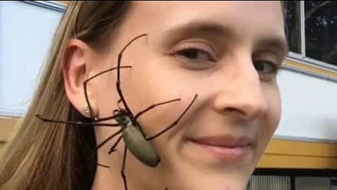 "Spider woman" shows no fear of arachnids