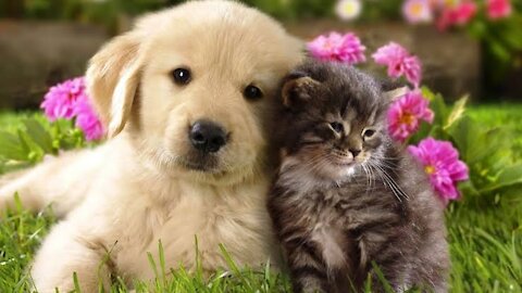 Funny video of cat and 🐕 dog.Click here to launch.