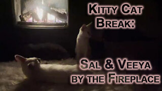 Kitty Cat Break: Sal & Veeya, Lynx Balinese Kittens Playing, Chilling & Cleaning by Fireplace [ASMR]