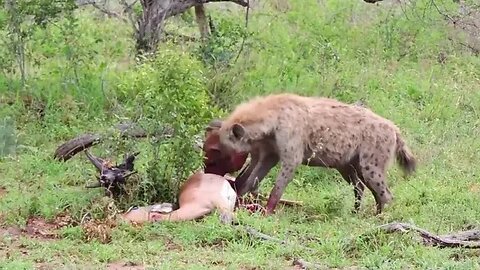 Feisty Hyena vs. Sneaky Leopard: Epic Food Fiasco #wildlife #animal #fightforsurvival