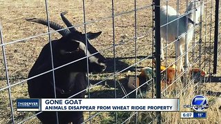 Five Fridges Farm in Wheat Ridge says goats were stolen