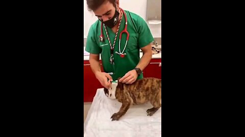 Injection how to puppy