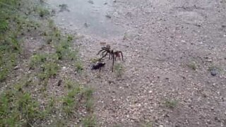 Edderkoppveps angriper tarantell