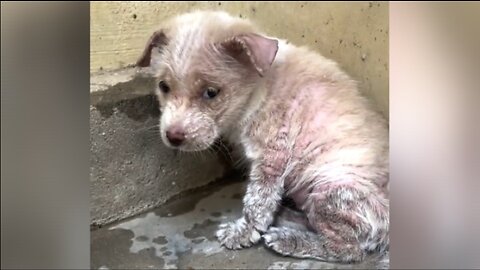 The poor guy shrank into a corner, did not let anyone near him and barked softly, afraid of people