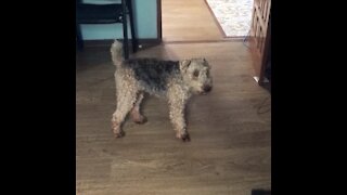 Mini Welsh terrier dog wants to play
