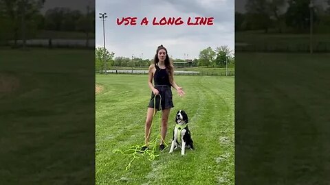 dogs, dogvideos 70