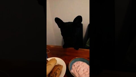 French Bulldog Blacky 🐶 waiting for breakfast 🍳 🥞 🥓 🥐