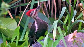 Prehistoric-looking woodpecker is a magnificent backyard sight