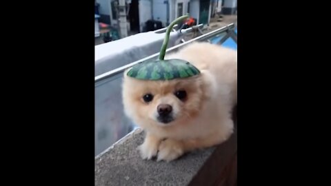 💗Cute And Funny Pets | Try Not To Laugh To These Pets Compilation #04💗