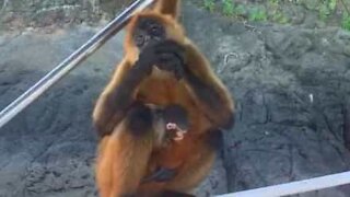 Tourist handfeeds momma monkey