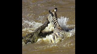 Crocodile and zebra fight very strong