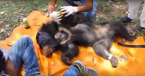 Filhote de urso preso em arame farpado é resgatado na Índia