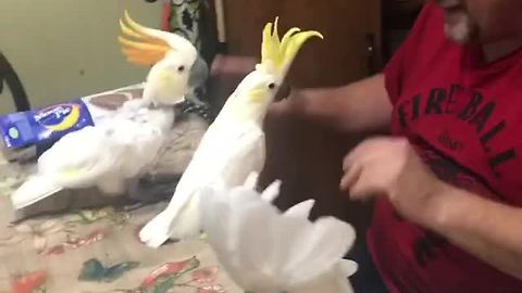 Trio of cockatoos have dance party with owner