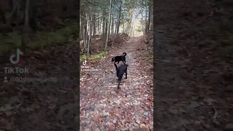 Dogs on a Hike #fun #dog #doglover #nature #nb #canada #hiking #labrador #ridgeback #outdoors