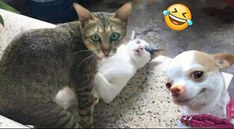 Funny Cat Romance Video | Try Not To Laught 😂🤣😂