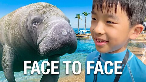 We Encountered a Manatee! Puerto Rico Travel Guide 2023 🇵🇷