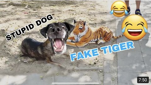 Fake Tiger vs Real Dog Funny Video 2021