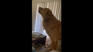 Tornado siren sends Golden Retriever into howling frenzy