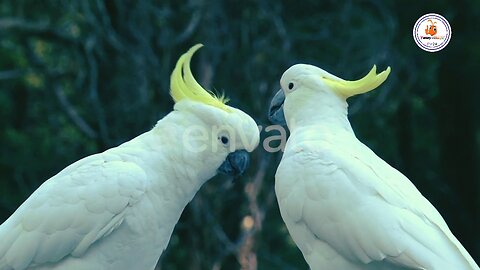 Cockatoo bird,
