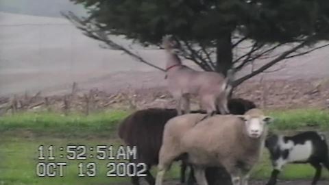 "Goat Climbs On Sheep’s Back To Eat Leaves Off Tree"
