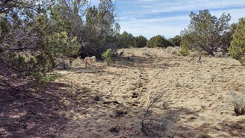 Taking the dogs for a walk up the driveway