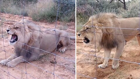 The LION Roared with Anger after seeing a Human