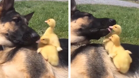 The dog is playing with the ducks~~