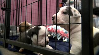 Dogs impacted by Texas weather arrive in Colorado to be fostered